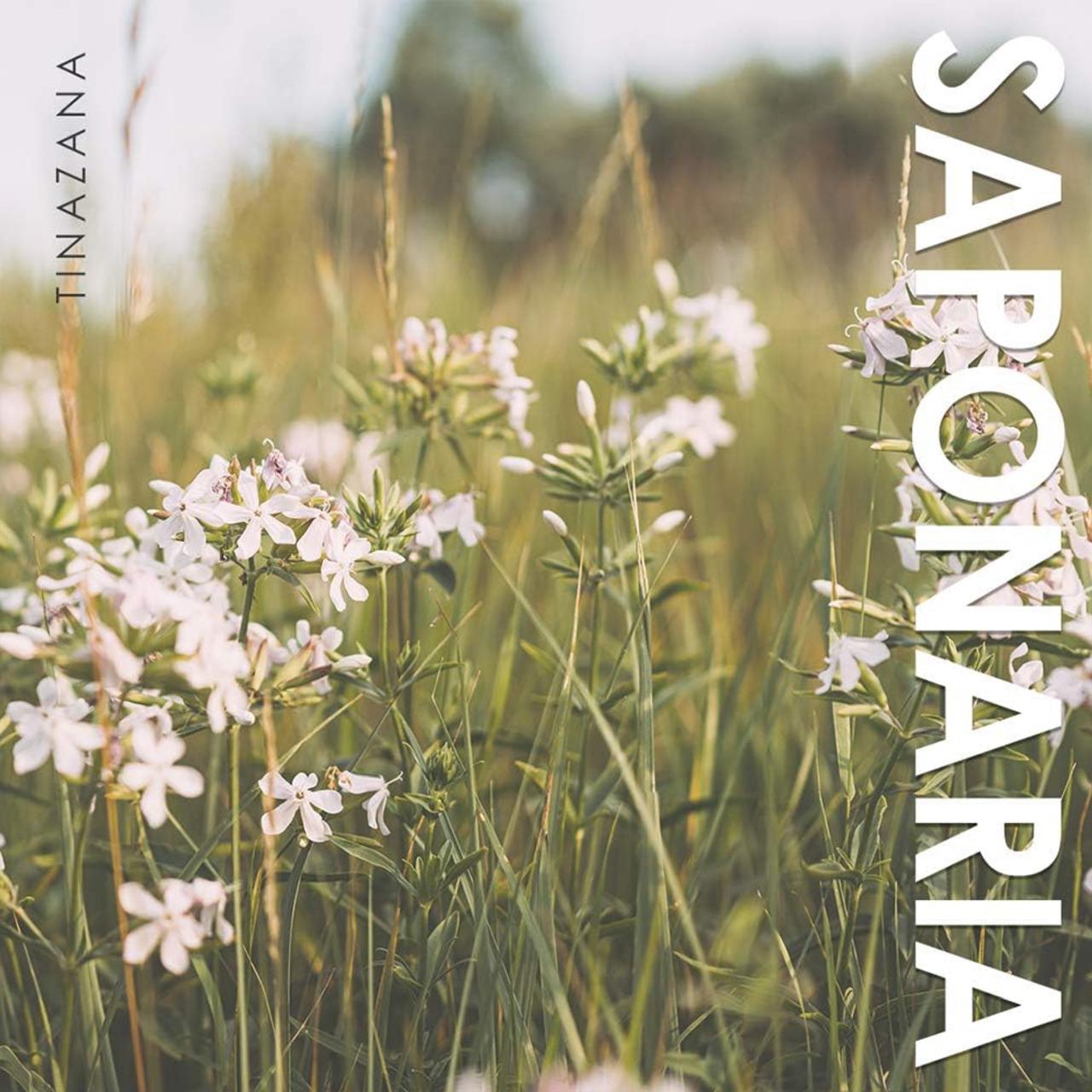 TINAZANA Pineapple Deep Cleanser with PHA - 120g Tinazana